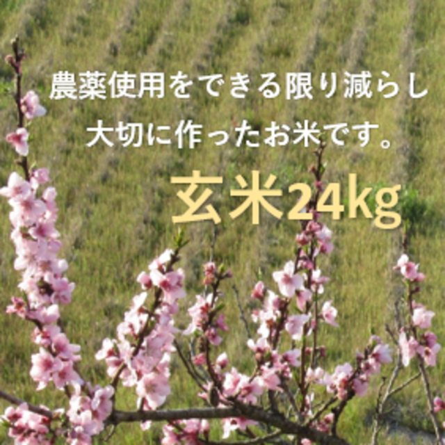 食品《農薬8.5割減》令和2年収穫　兵庫県産コシヒカリ玄米24㎏（玄米のままお届け）