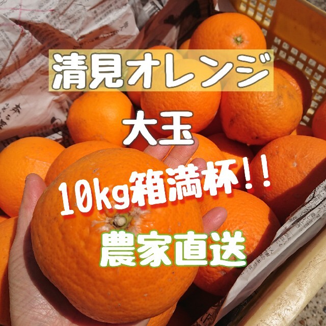 訳あり 大玉！清見オレンジ 10kg箱満杯 ご家庭用 食品/飲料/酒の食品(フルーツ)の商品写真