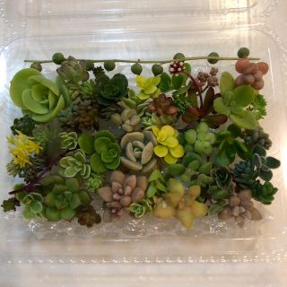 【多肉植物】カラフルカット苗　◎30種以上(その他)