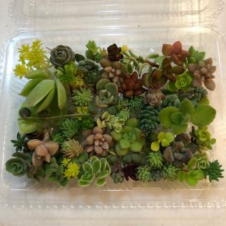 【多肉植物】カラフルカット苗　◎30種以上(その他)