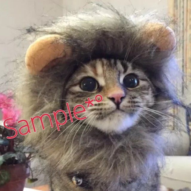 新品未使用 犬 猫 ライオンの被り物 たてがみ かぶりもの帽子の通販 By Chi S Shop ラクマ