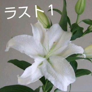 百合 シベリア 花苗(その他)