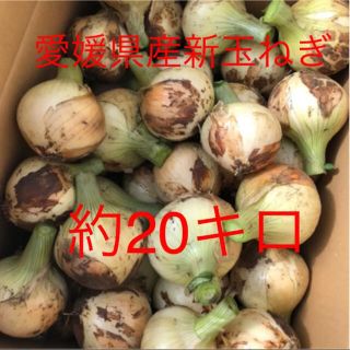 新玉ねぎ 極早生 無農薬 愛媛県産 約20キロ(野菜)