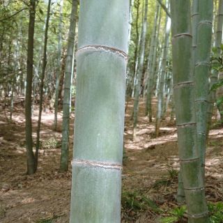 産地直送！   「タケノコ」   生食用(野菜)