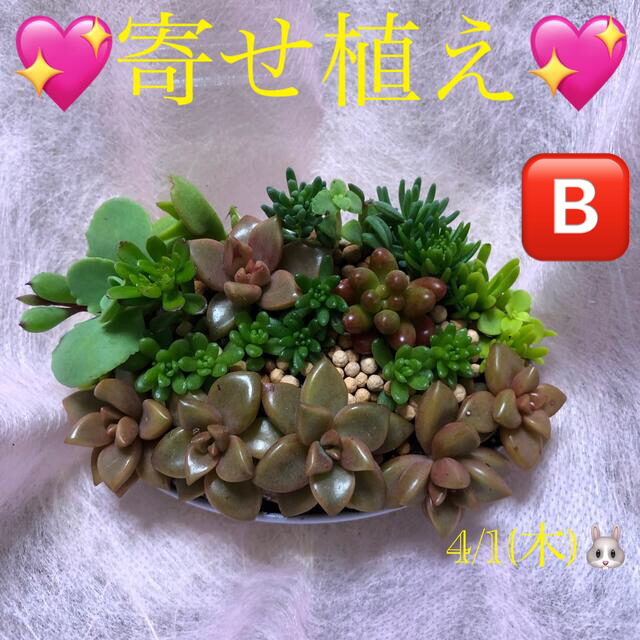 多肉植物❤︎寄せ植え❤︎このまま飾れます❤︎水色フラワー柄鉢♪ルビーネックレス