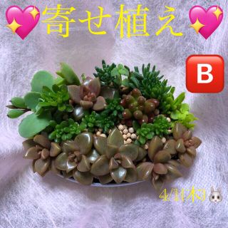 多肉植物❤︎寄せ植え❤︎このまま飾れます❤︎水色フラワー柄鉢♪(その他)