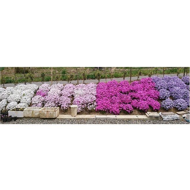 芝桜 挿し穂 40本（4種×10本） ハンドメイドのフラワー/ガーデン(その他)の商品写真