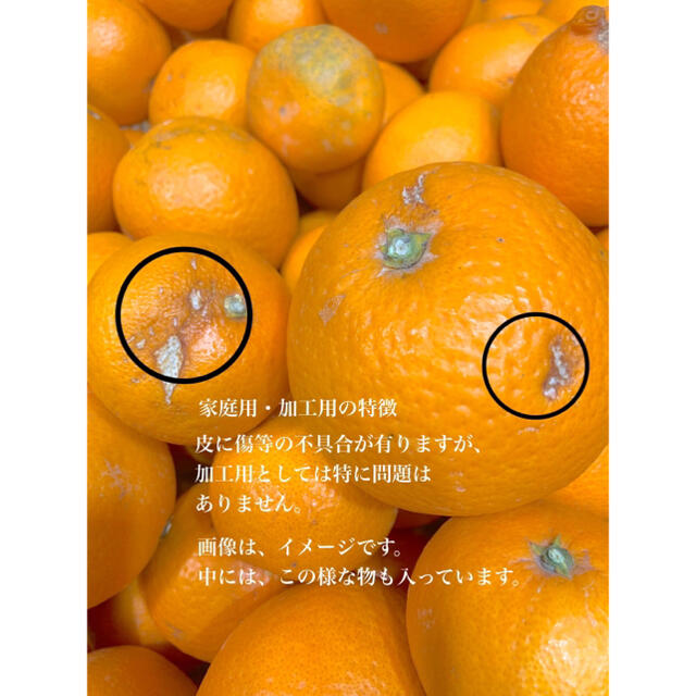 和歌山　きよみ　清見オレンジ　家庭用　セール　早い者勝ち残り1点 食品/飲料/酒の食品(フルーツ)の商品写真