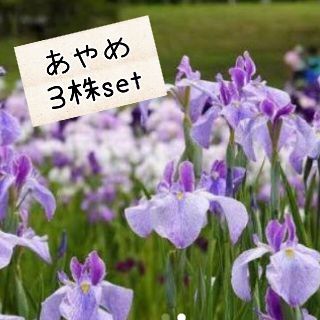 あやめ科  ３株セット(プランター)