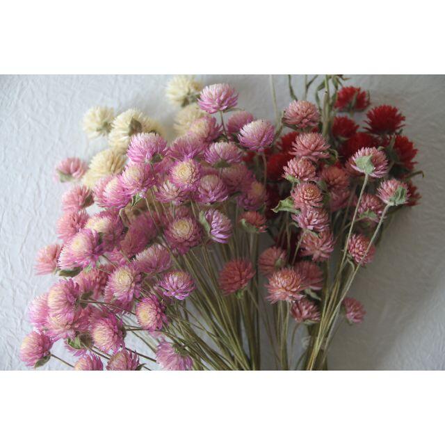 千日紅ピンク2種＆白＆赤 4色 120本 ハンドメイドのフラワー/ガーデン(ドライフラワー)の商品写真