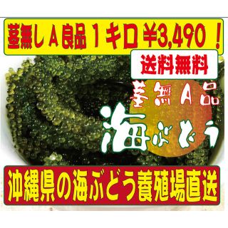 海ぶどう　茎無し　A良品！　送料無料！養殖場直送！(野菜)