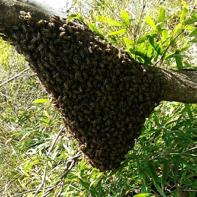 蜂 ニホンミツバチ 分