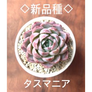 新品種　タスマニア　多肉植物　オススメ♡(その他)