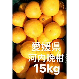 愛媛県　宇和ゴールド　河内晩柑　15kg(フルーツ)