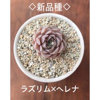 新品種　ラズリム×ヘレナ交配種　多肉植物(その他)