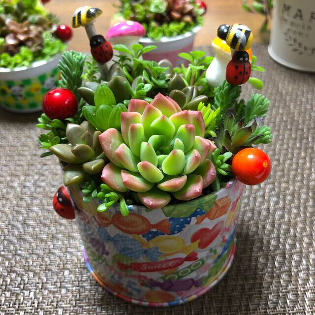 専用❤︎多肉植物❤︎寄せ植え❤︎このまま飾れます❤︎キャンディ缶♪