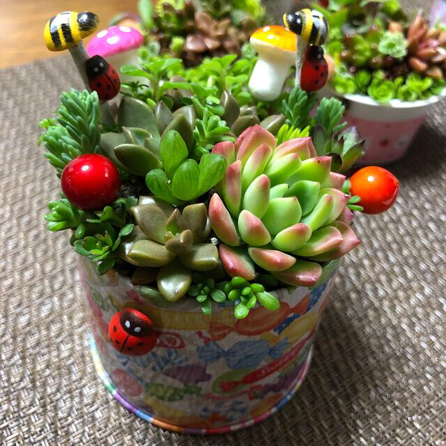 専用❤︎多肉植物❤︎寄せ植え❤︎このまま飾れます❤︎キャンディ缶♪ ハンドメイドのフラワー/ガーデン(その他)の商品写真