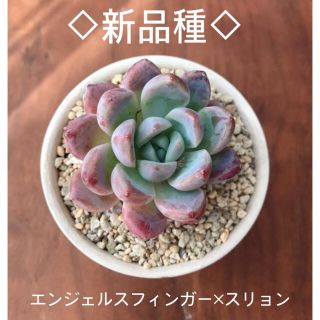 新品種　エンジェルスフィンガー×スリョン交配種　多肉植物(その他)