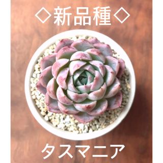 新品種　タスマニア　多肉植物　オススメ♡(その他)