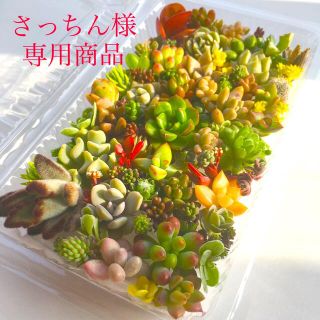 さっちん様　専用商品　多肉植物カット苗　セット(その他)