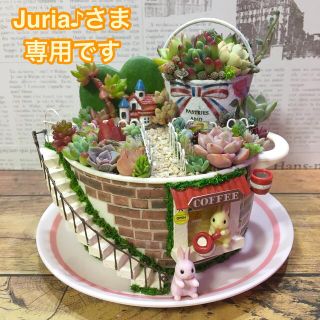 多肉植物の寄せ植え　妖精の庭(soup cup)(その他)