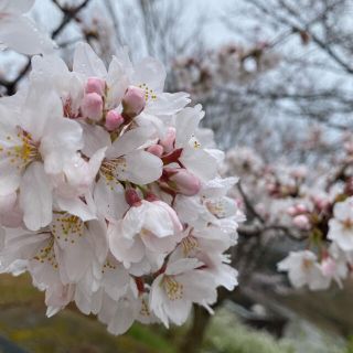 まる様　専用(その他)