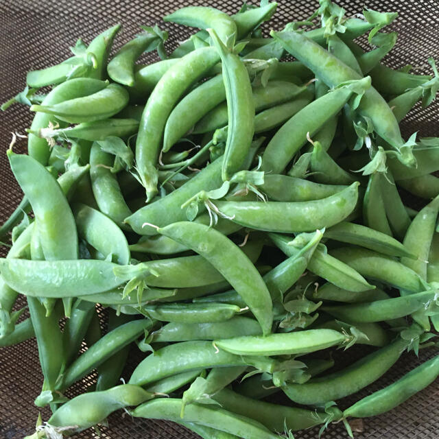 熊本県八代産　農薬不使用　スナップえんどう　500グラム 食品/飲料/酒の食品(野菜)の商品写真