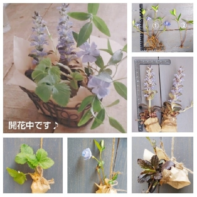 抜き苗 3種 ｱｼﾞｭｶﾞ ﾂﾙﾆﾁﾆﾁｿｳ ﾜｲﾙﾄﾞｽﾄﾛﾍﾞﾘｰ ¥350 ハンドメイドのフラワー/ガーデン(その他)の商品写真
