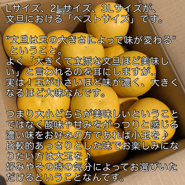 高知県産 土佐文旦 ぶんたん 10kg 食品/飲料/酒の食品(フルーツ)の商品写真