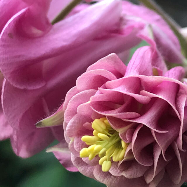 オダマキ　タワー咲きピンク　50粒 ハンドメイドのフラワー/ガーデン(その他)の商品写真