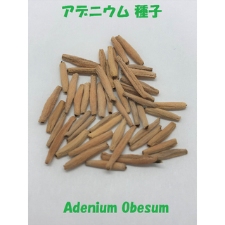 種子 Adenium Obesum Pink アデニウム ピンク 20粒(その他)