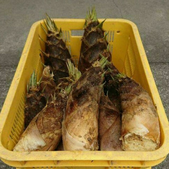 【クール便発送❗】和歌山県産 孟宗たけの子 水煮 3kg＋500g増量‼️‼️