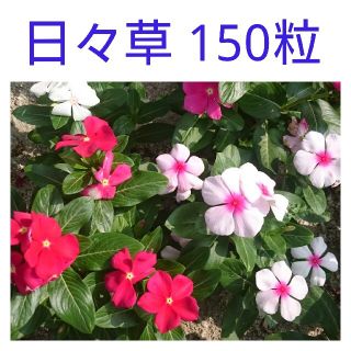 日々草種 150粒(その他)