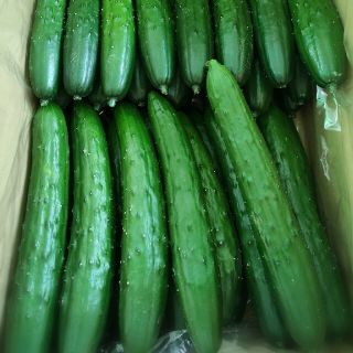 きゅうり☆５キロ☆期間限定値下げ(野菜)