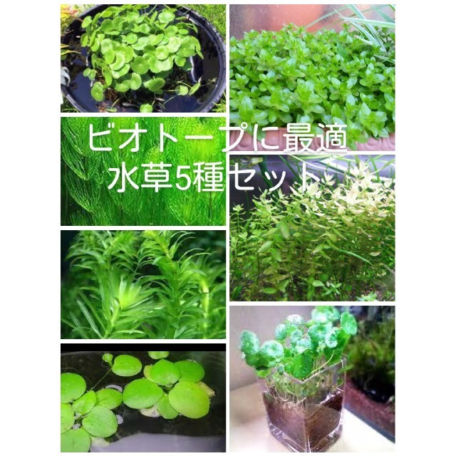 ビオトープ 水草5種セットの通販 By ゆたか S Shop ラクマ ビオトープ 水草5種セットの通販 By ゆたか S Shop ラクマ