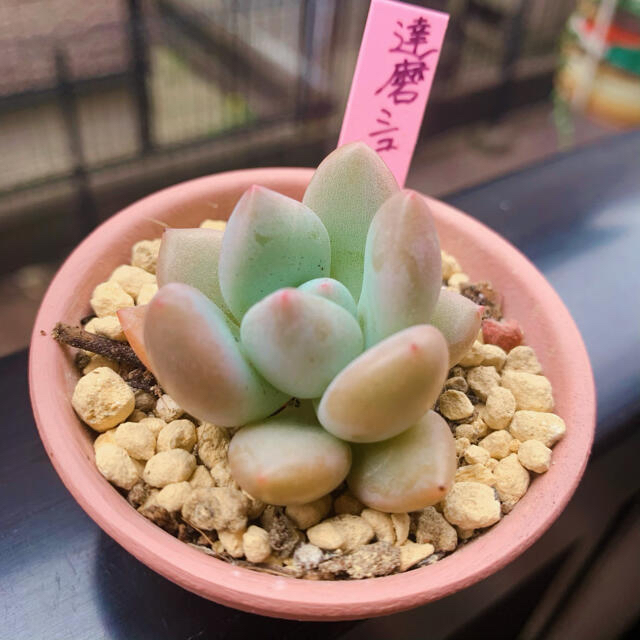 ❤︎多肉植物 実生 達摩シュークリームシフォン 抜き苗❤︎-www ...