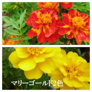 春まき花の種　マリーゴールド2色各30粒　フレンチタイプ　八重咲き(その他)