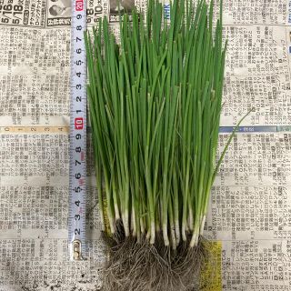 北海道産 白ネギ苗 100本(野菜)