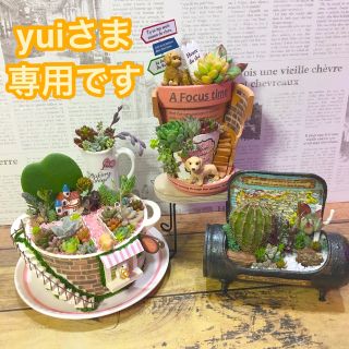 多肉植物の寄せ植え　妖精の庭soup cupと他2品(その他)