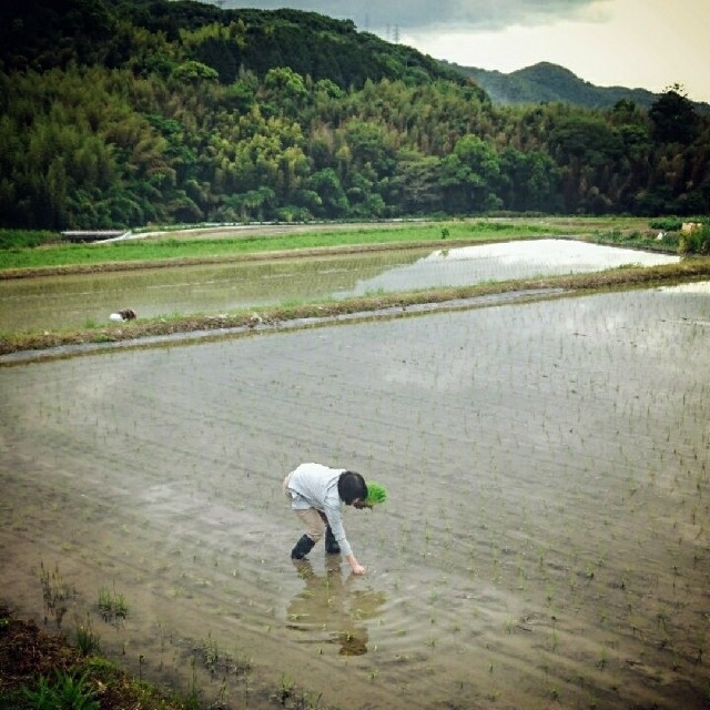 ぽこさん専用　令和２年産 低農薬玄米２０キロ 山田錦の里より農家直送　精米込 食品/飲料/酒の食品(米/穀物)の商品写真