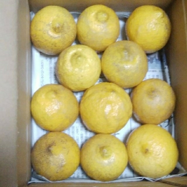 広島県大崎上島無農薬レモン　3.5kg 食品/飲料/酒の食品(フルーツ)の商品写真