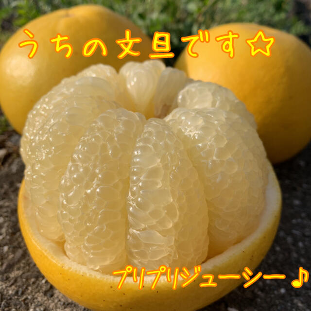 高知県 文旦 ぶんたん 10kg 食品/飲料/酒の食品(フルーツ)の商品写真