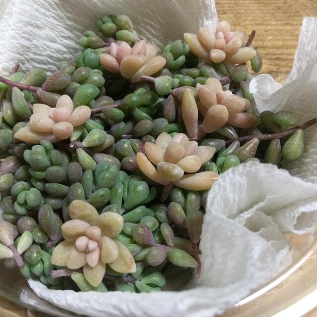 多肉植物　パープルヘイズ50カット以上 ハンドメイドのフラワー/ガーデン(その他)の商品写真