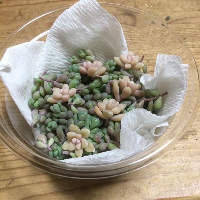 多肉植物　パープルヘイズ50カット以上 ハンドメイドのフラワー/ガーデン(その他)の商品写真