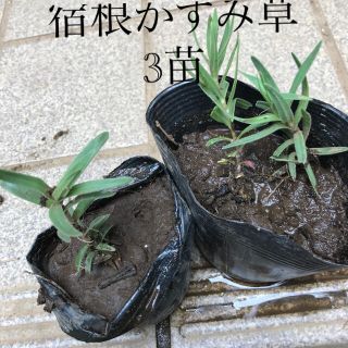 かすみ草苗　3苗(その他)