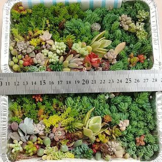 ⭐多肉植物セダム類　特価(その他)