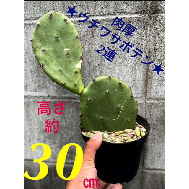 ご予算からも受付中❗️ 植物 | ferlenz.ru