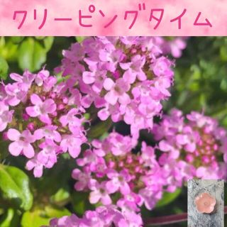 可愛いピンクの絨毯♡『クリーピングタイム』花の種50粒(その他)