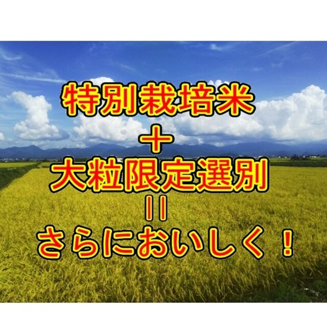 令和二年産新米　 山形県産　雪若丸 １０ｋｇ（特別栽培米＆大粒選別） 食品/飲料/酒の食品(米/穀物)の商品写真