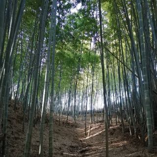 kikiさま専用です。岡中たけのこ4キロ(野菜)